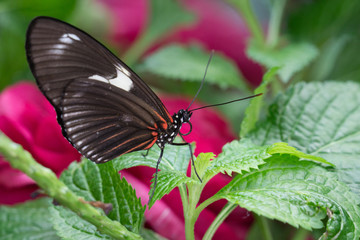 Butterfly Resting on Leaves