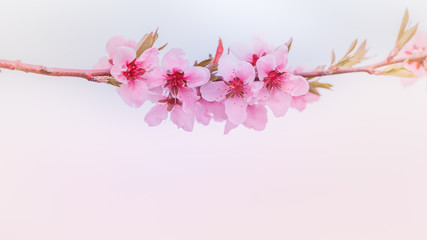 Spring flowering of fruit trees. Bright, toned photo close-up, selective focus. A sign of spring.