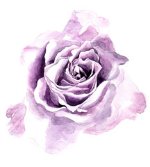 Watercolor rose flower.