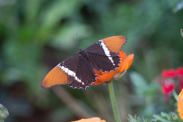 Butterfly Feeding on Flowers