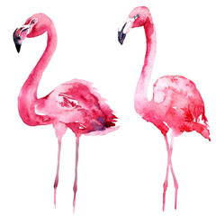 Watercolor pink flamingo set. © Anastasiia