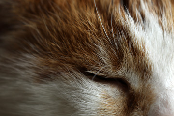Katze