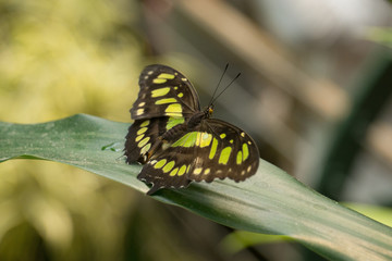 Butterfly Resting on Leaves