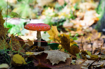 Fly agaric in autumn forest