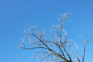 branches of trees covered with hoarfrost. winter natural background.