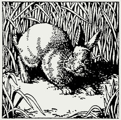 Obraz premium Rabbit sitting in a field in front of growing crops or tall grasses (after a historical vintage engraving illustration from the 18th century)