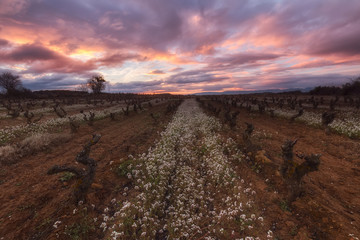 Sunrise in a vineyard in winter, no grapes