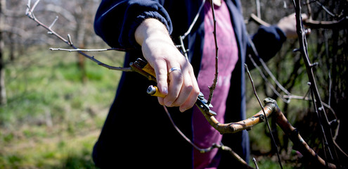 unrecognizable man pruning apple trees in an orchard in march,