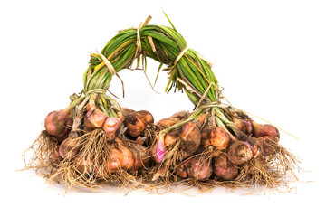 Zwiebel nach der Ernte