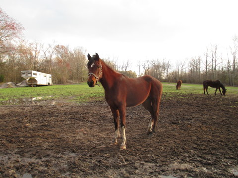 3 Arabian Chestnut Horses in a Pasture