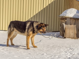 watchdog on the chain