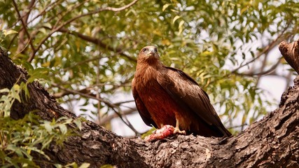 Adler auf Baum mit Beute