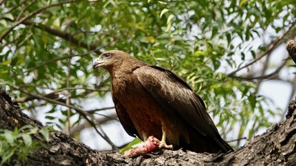 Adler auf Baum mit Beute