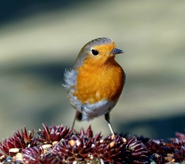 Rotkehlchen (erithacus rubecula)