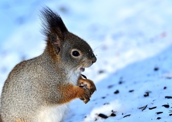 Squirrel in the Park.