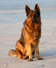 Deutscher Schäferhund