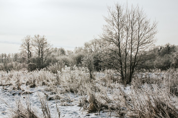 Winter frozen plants and trees rural landscape.