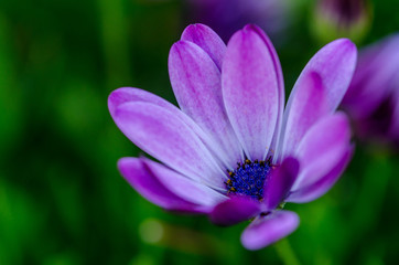 Fototapeta premium Purple dimorfoteca to decorate beautiful gardens
