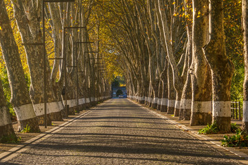 Naklejka premium Curia, Portugal