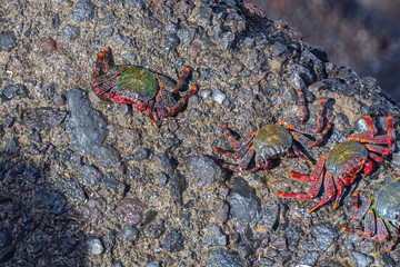 crabs on stone close-up