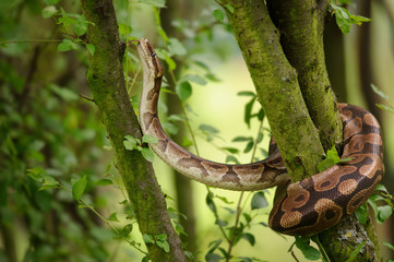 Ball python climbing on tree. Royal python. Strong snake. 