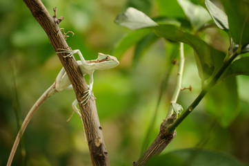 Basilisk . Lizard on branch in green forest