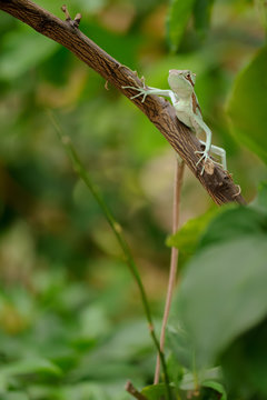 Basilisk on branch. Laemanctus serratus