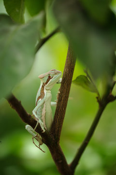 Basilisk . Lizard on branch. Closeup view to Laemanctus serratus. Mexican dragon