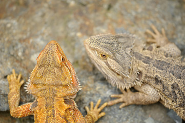 Central bearded dragon from top. Two lizard animals.