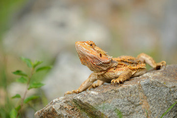 Pogona vitticeps. Central bearded dragon standing on stone next to green flower