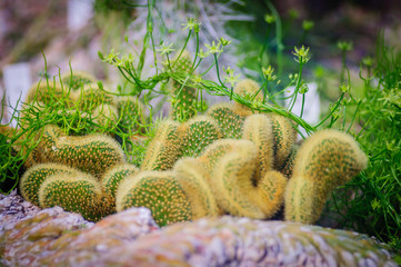 Bunch of waved succulent plants with liana