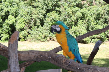 Macaw