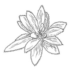 Drawing cactus Succulent bouquets elements for invitations, greeting cards, covers and other items. Vector.