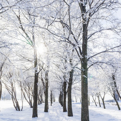 Winter landscape in the Park