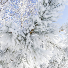 The branches of the Christmas tree in the snow