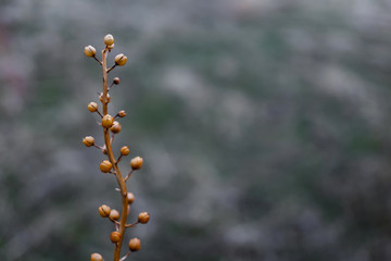 A branch of a dry plant. On a beautiful, blurry background.
