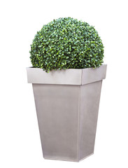 Decorative bush in a pot