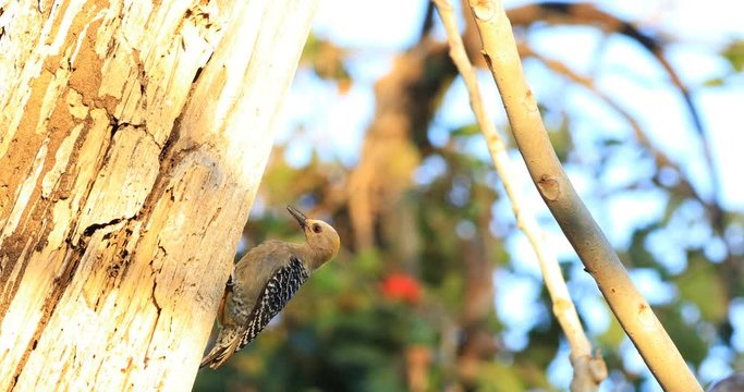 Hoffman's Woodpecker, Melanerpes hoffmannii, from Costa Rica 4K