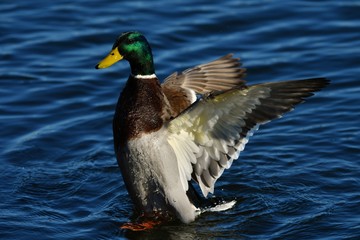 Male wild duck shaking his wings in water