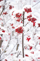 Christmas or new year concept