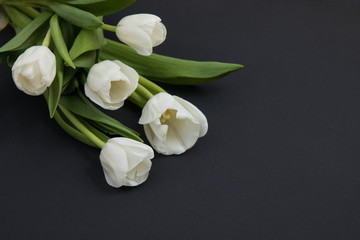 Fototapeta na wymiar Tulip flowers postcard