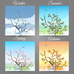Cherry tree in a different seasons