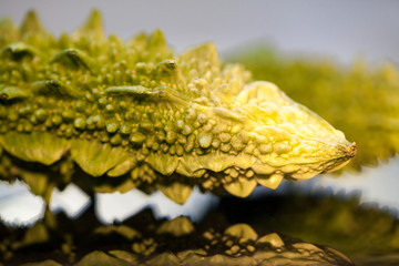 Momordica Charantia (Sour cucumber)