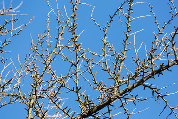 branch of a tree without leaves against a background of blue sky
