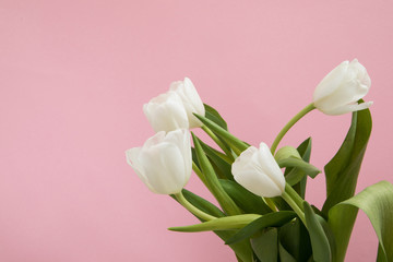 Obraz premium Tulip flowers postcard