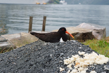 Bird on seascape in Geiranger, Norway. Eurasian Oystercatcher bird on rock on sea shore. Seabird,...