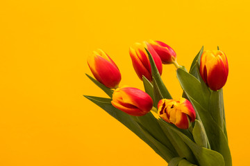 Tulip flowers postcard