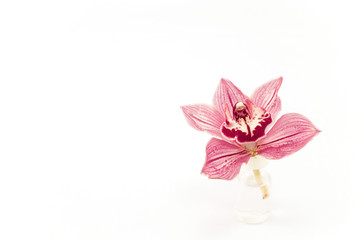 Obraz na płótnie Canvas Pink Orchid with Copy Space