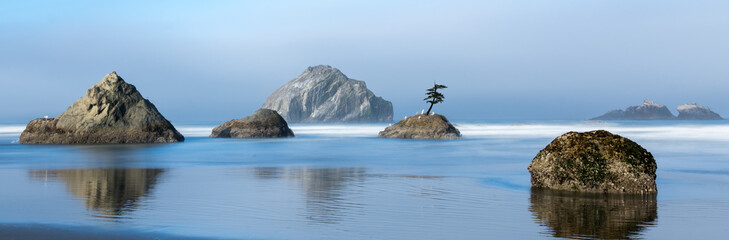 Lone Tree on Oregon Coast
