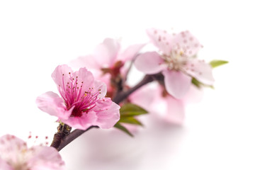Peach blossom isolated on white background.